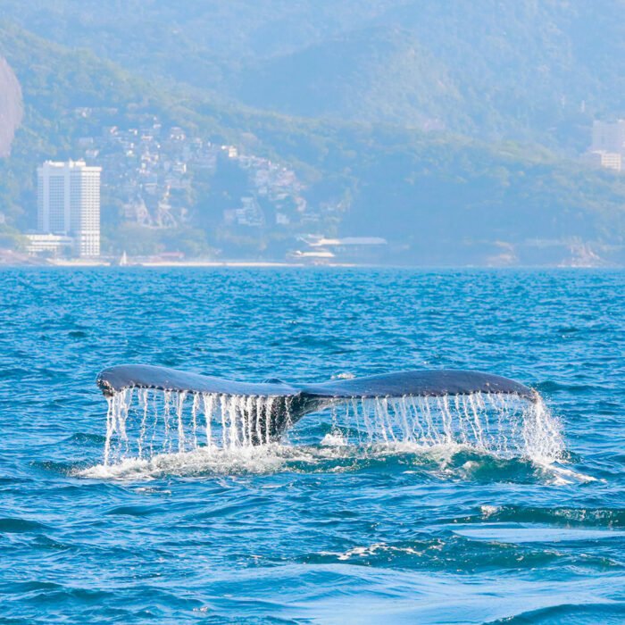 Ruta de las Ballenas - Image 1
