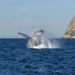 Ruta de las Ballenas - Image 2