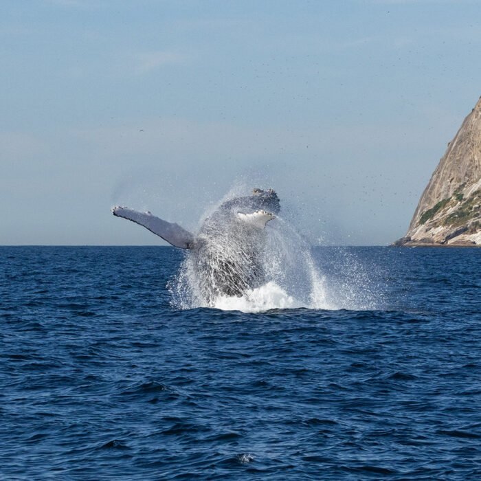 Ruta de las Ballenas - Image 2
