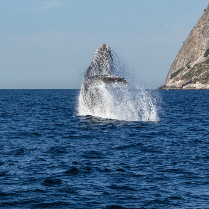 Ruta de las Ballenas - Image 3